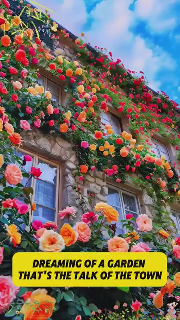 Elegant Climbing Rose Flower Seeds With Plant Growth Suplement